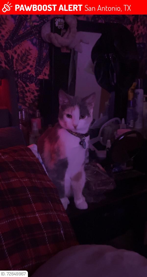 Lost Female Cat last seen Kenton Hill, San Antonio, TX 78240