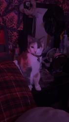 Lost Female Cat last seen Kenton Hill, San Antonio, TX 78240
