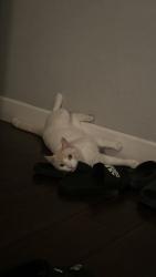 Lost Male Cat last seen Silver creek , San Jose, CA 95121