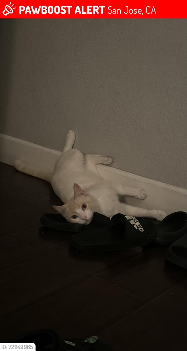 Lost Male Cat last seen Silver creek , San Jose, CA 95121