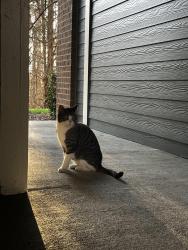 Found/Stray Unknown Cat last seen Behind the 15-501 uhaul, near university place, Durham, NC 27707