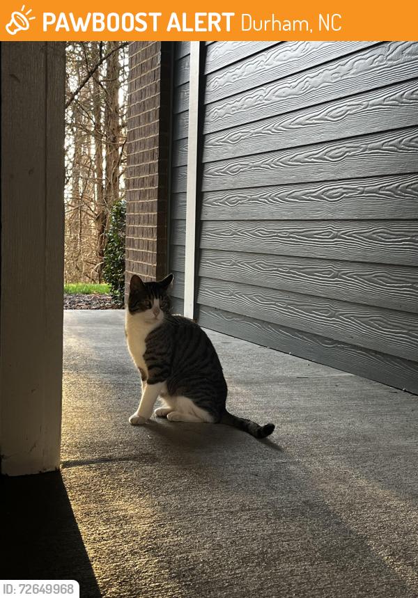 Found/Stray Unknown Cat last seen Behind the 15-501 uhaul, near university place, Durham, NC 27707