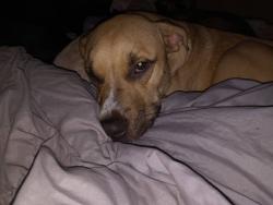 Lost Male Dog last seen Sierra slover, Fontana, CA 92337