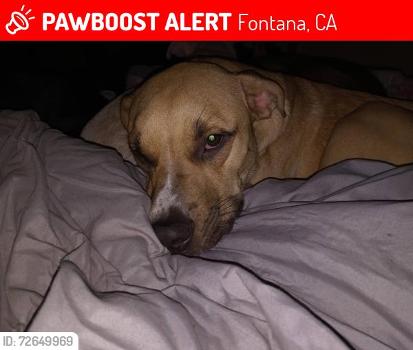 Lost Male Dog last seen Sierra slover, Fontana, CA 92337