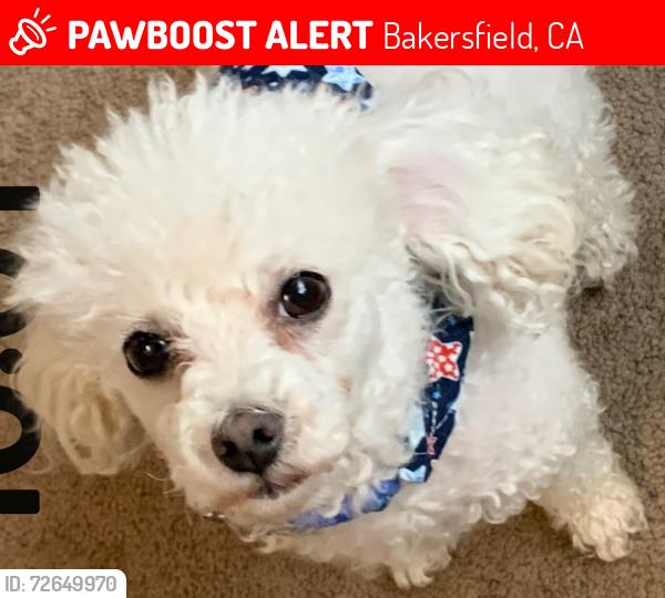 Lost Male Dog last seen Mecham , Bakersfield, CA 93312
