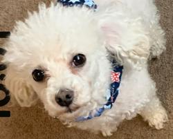 Lost Male Dog last seen Mecham , Bakersfield, CA 93312