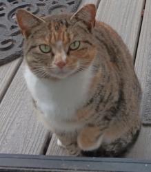 Lost Female Cat last seen Near Sturkie Ln, Harnett County, NC 28326