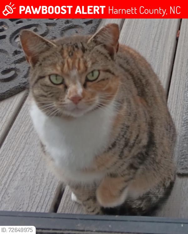 Lost Female Cat last seen Near Sturkie Ln, Harnett County, NC 28326