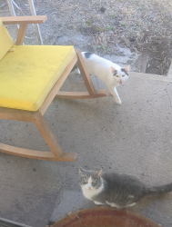 Found/Stray Unknown Cat last seen Across from old train yard and down the road from PH Municipal building, Verona, PA 15147