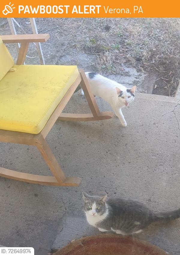 Found/Stray Unknown Cat last seen Across from old train yard and down the road from PH Municipal building, Verona, PA 15147