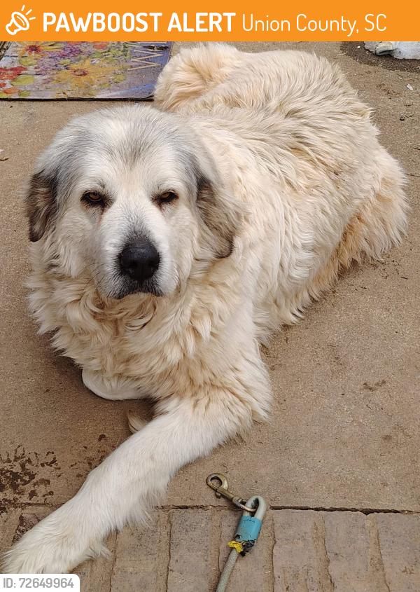 Found/Stray Female Dog last seen Bombing Range Road, Travelers Rest, SC 29690