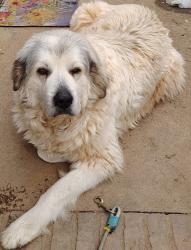 Found/Stray Female Dog last seen Bombing Range Road, Travelers Rest, SC 29690