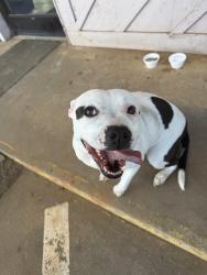 Found/Stray Female Dog last seen Hwy 126 and Powerhouse Rd., Morganton, NC 28655