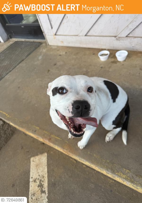 Found/Stray Female Dog last seen Hwy 126 and Powerhouse Rd., Morganton, NC 28655
