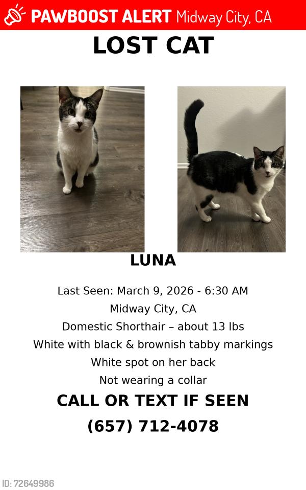 Lost Female Cat last seen Van buren st W McFadden , Midway City, CA 92655