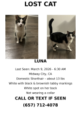 Lost Female Cat last seen Van buren st W McFadden , Midway City, CA 92655