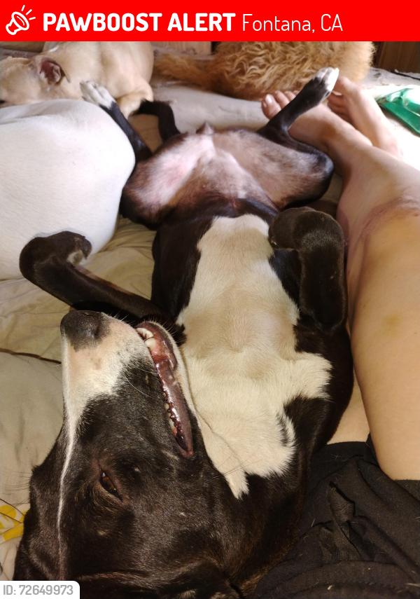 Lost Male Dog last seen Sierra slover, Fontana, CA 92337
