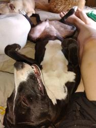 Lost Male Dog last seen Sierra slover, Fontana, CA 92337