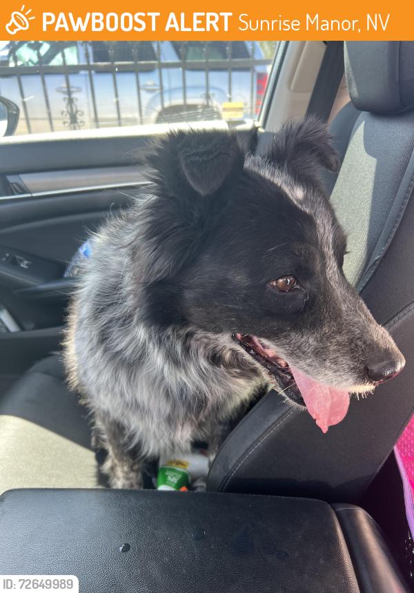 Found/Stray Unknown Dog last seen Parkdale and ferndale , Sunrise Manor, NV 89121
