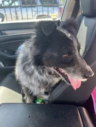 Found/Stray Unknown Dog last seen Parkdale and ferndale , Sunrise Manor, NV 89121