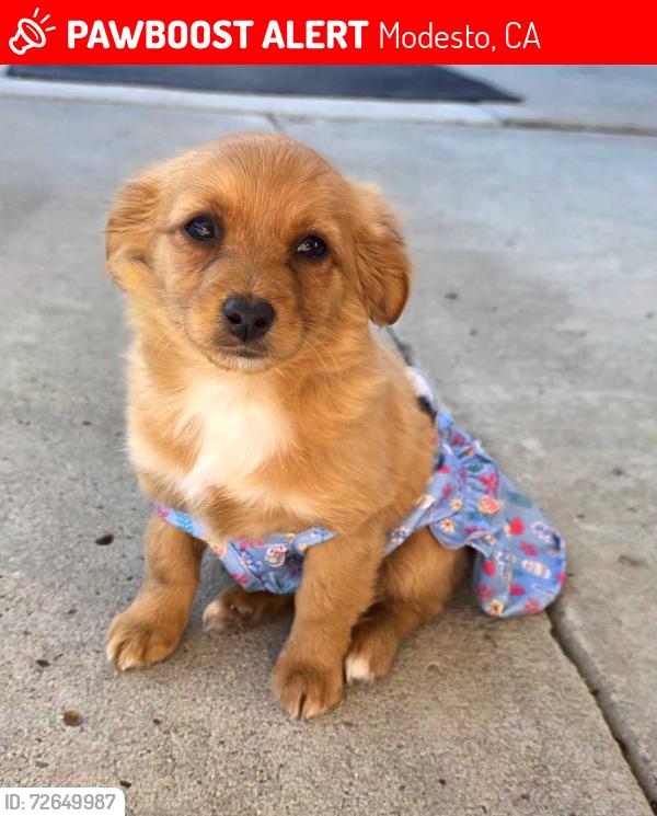 Lost Female Dog last seen Dezzani rd, Modesto, CA 95358