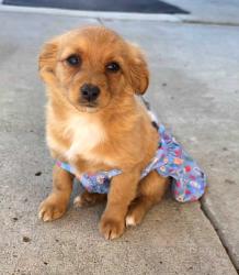 Lost Female Dog last seen Dezzani rd, Modesto, CA 95358