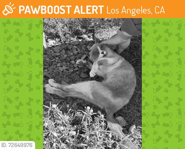 Found/Stray Unknown Cat last seen La Brea and Adams, Los Angeles, CA 90016