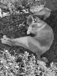 Found/Stray Unknown Cat last seen La Brea and Adams, Los Angeles, CA 90016
