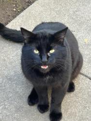 Lost Male Cat last seen Franklin Ave and New Hampshire , Los Angeles, CA 90027