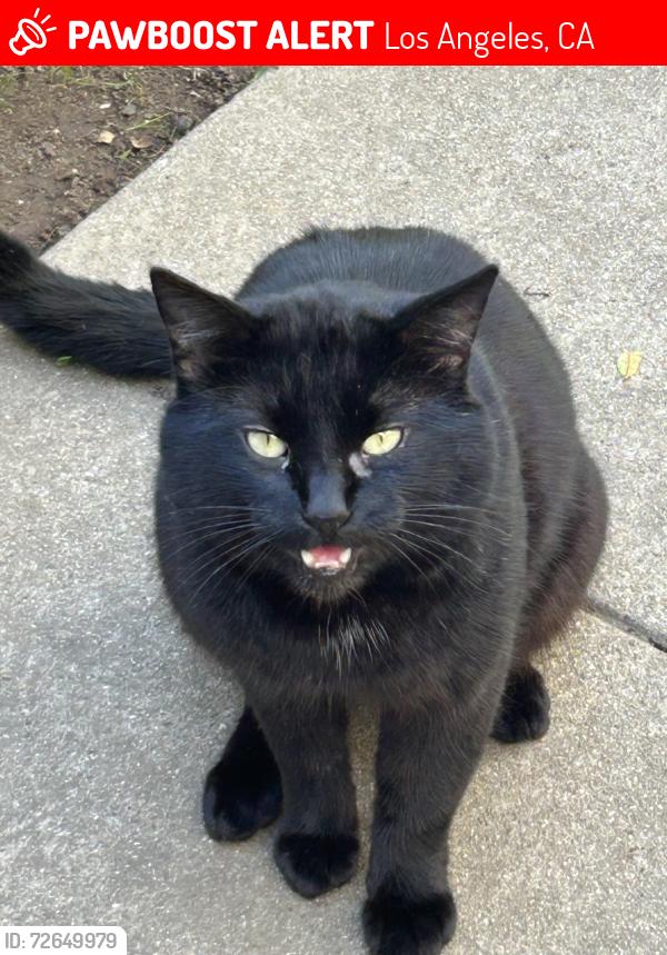 Lost Male Cat last seen Franklin Ave and New Hampshire , Los Angeles, CA 90027