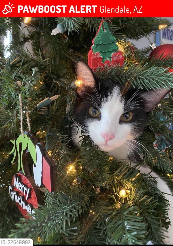 Lost Male Cat last seen 61st Avenue and Alice, Glendale, AZ 85302