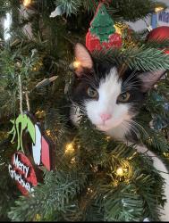 Lost Male Cat last seen 61st Avenue and Alice, Glendale, AZ 85302