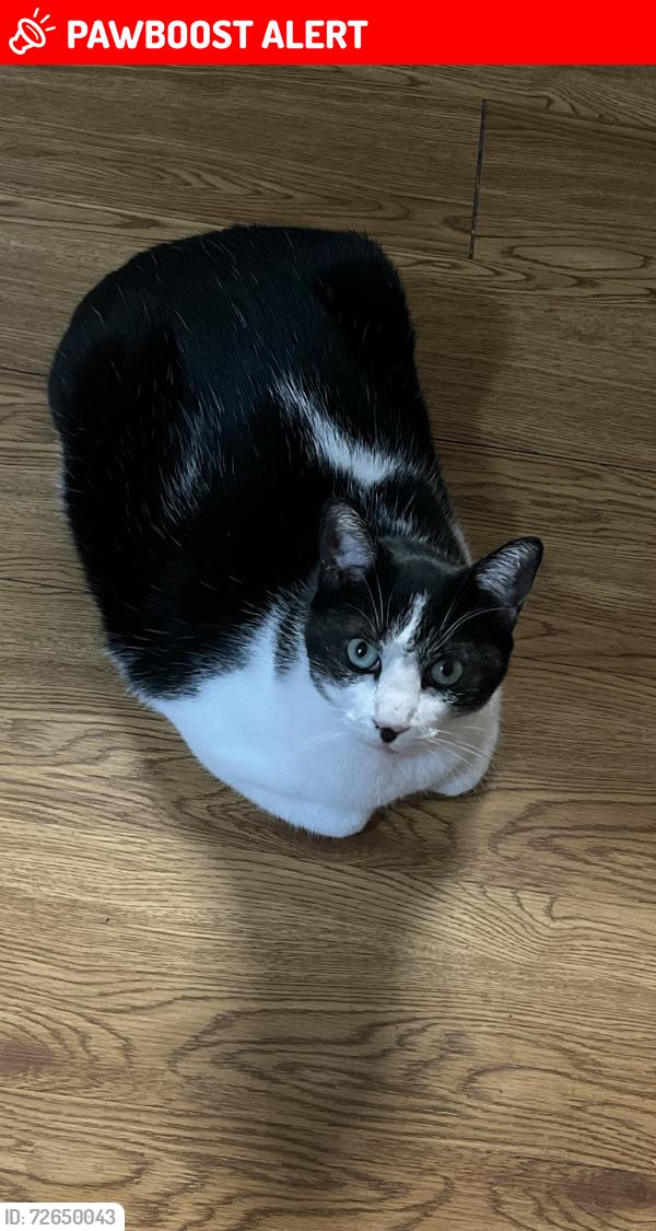 Lost Male Cat last seen Alegra del sol apmts , Balcones Heights, TX 78201