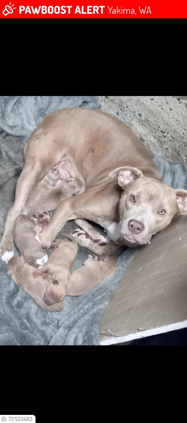 Lost Female Dog last seen By shields off of nobhill and 3rd, Yakima, WA 98901