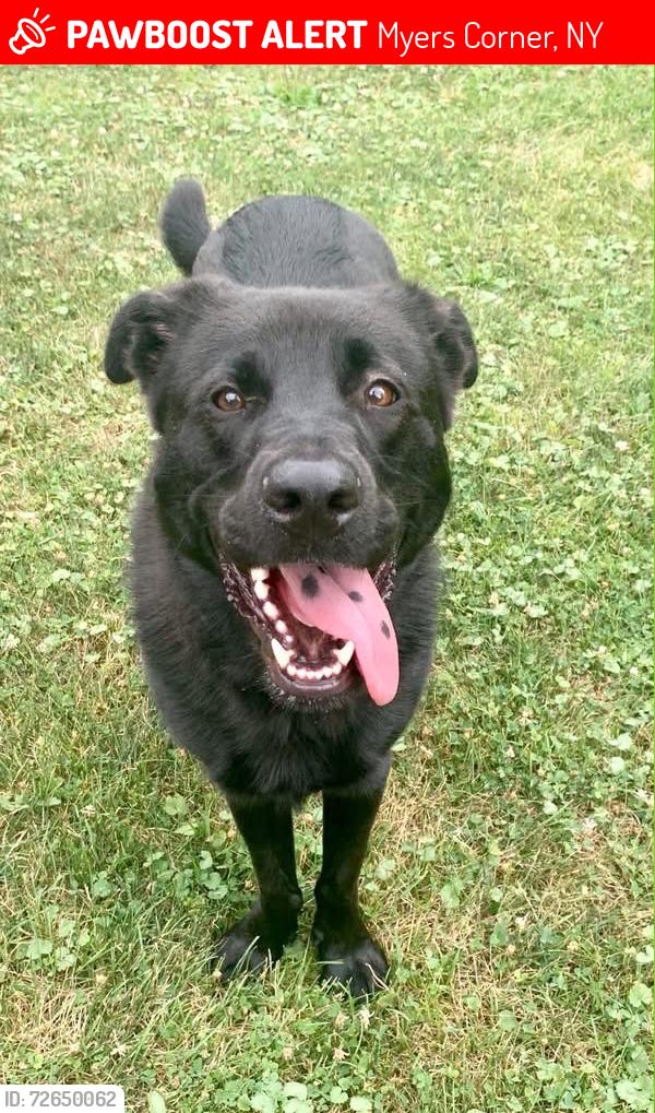 Lost Male Dog last seen Widmer road, Myers Corner, NY 12590