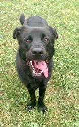 Lost Male Dog last seen Widmer road, Myers Corner, NY 12590