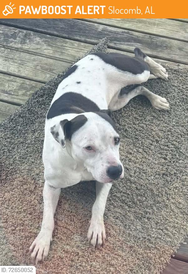 Found/Stray Female Dog last seen Near McAllister Road Slocombe, AL, Slocomb, AL 36375