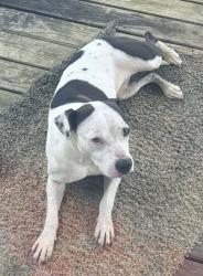 Found/Stray Female Dog last seen Near McAllister Road Slocombe, AL, Slocomb, AL 36375