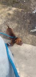 Found/Stray Male Dog last seen Sonoma ave, Sacramento, CA 95815