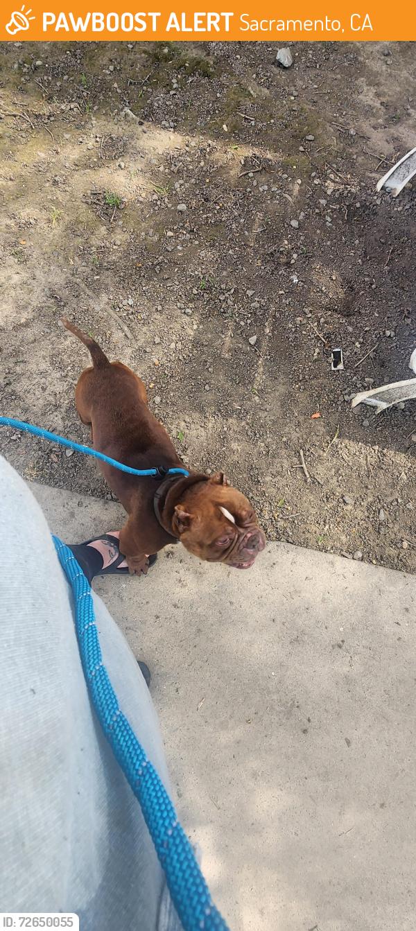 Found/Stray Male Dog last seen Sonoma ave, Sacramento, CA 95815