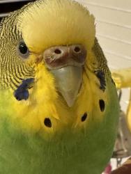 Lost Female Bird last seen Gay st, West Chester, PA 19380