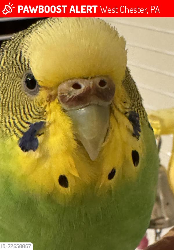 Lost Female Bird last seen Gay st, West Chester, PA 19380