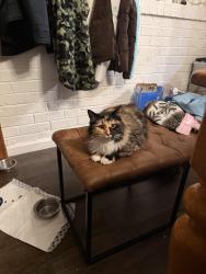 Lost Female Cat last seen struve rd, Moss Landing, CA 95039