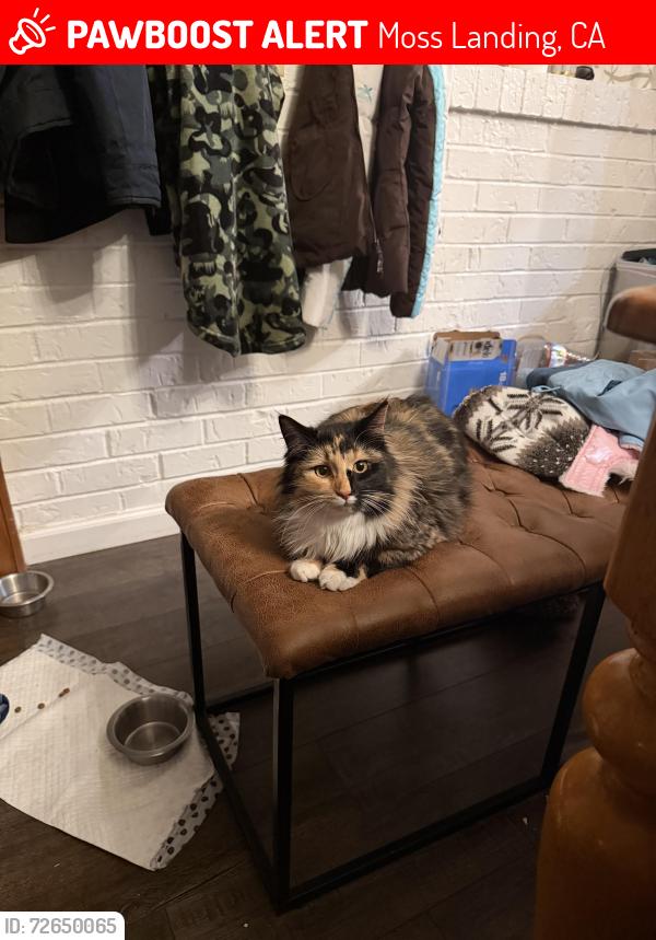 Lost Female Cat last seen struve rd, Moss Landing, CA 95039