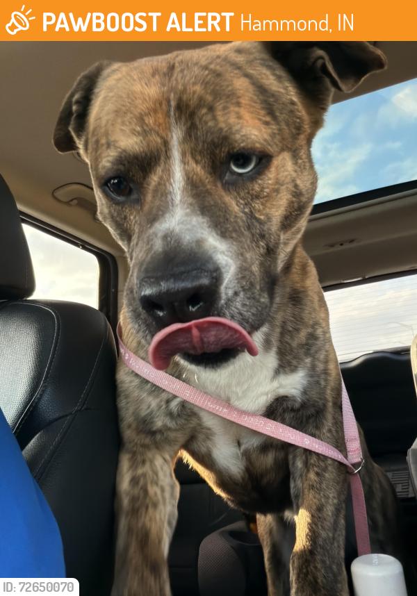 Found/Stray Male Dog last seen Gibson woods, Hammond, IN 46323