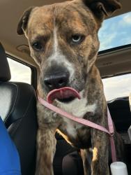 Found/Stray Male Dog last seen Gibson woods, Hammond, IN 46323