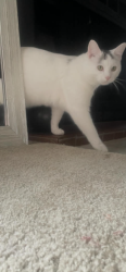 Lost Male Cat last seen Dollar general phoenix Ave.  washroom Phoenix ave, Fort Smith, AR 72903