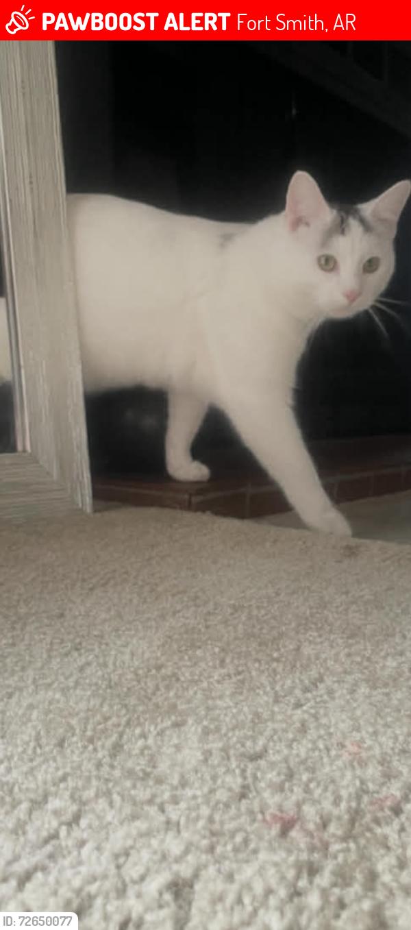 Lost Male Cat last seen Dollar general phoenix Ave.  washroom Phoenix ave, Fort Smith, AR 72903
