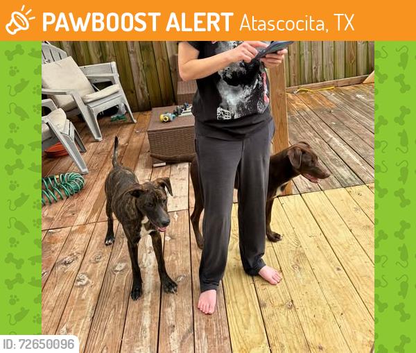 Found/Stray Male Dog last seen Kennesaw Mountain lane Humble Texas, Atascocita, TX 77346