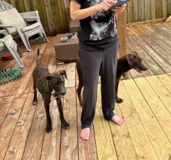 Found/Stray Male Dog last seen Kennesaw Mountain lane Humble Texas, Atascocita, TX 77346